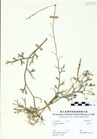 藏品(過山龍)的圖片